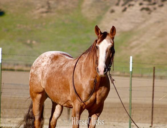 "WOODY" Dun Gelding Appaloosa