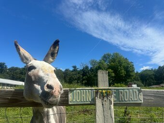 "Jack" Pinto Stallion Donkey