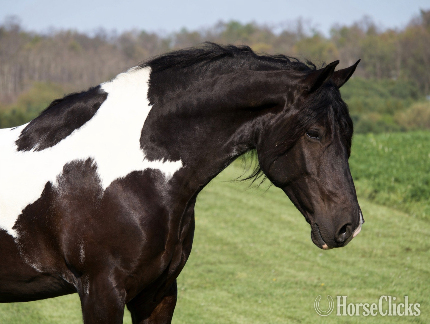 Ohio "King Charles" Pinto Gelding Gypsy Vanner