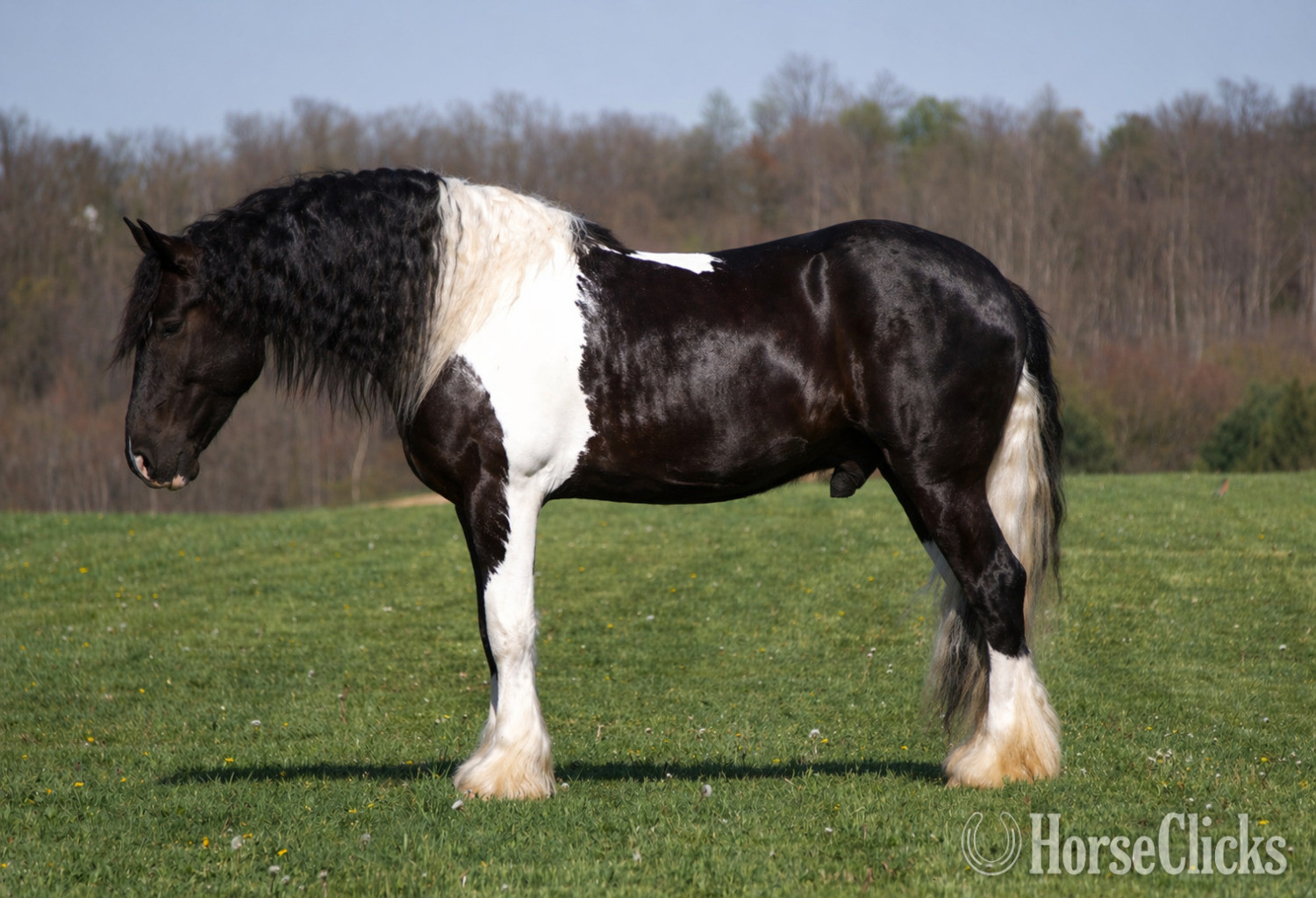 "King Charles" Pinto Gelding Gypsy Vanner - Gypsy Vanner in Ohio