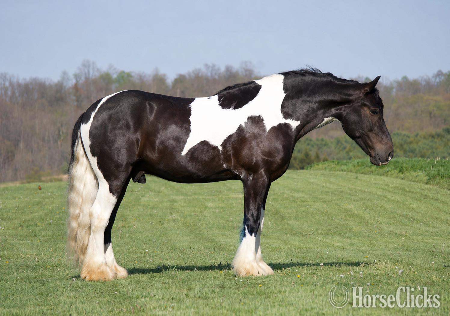 "King Charles" Pinto Gelding Gypsy Vanner - Gypsy Vanner