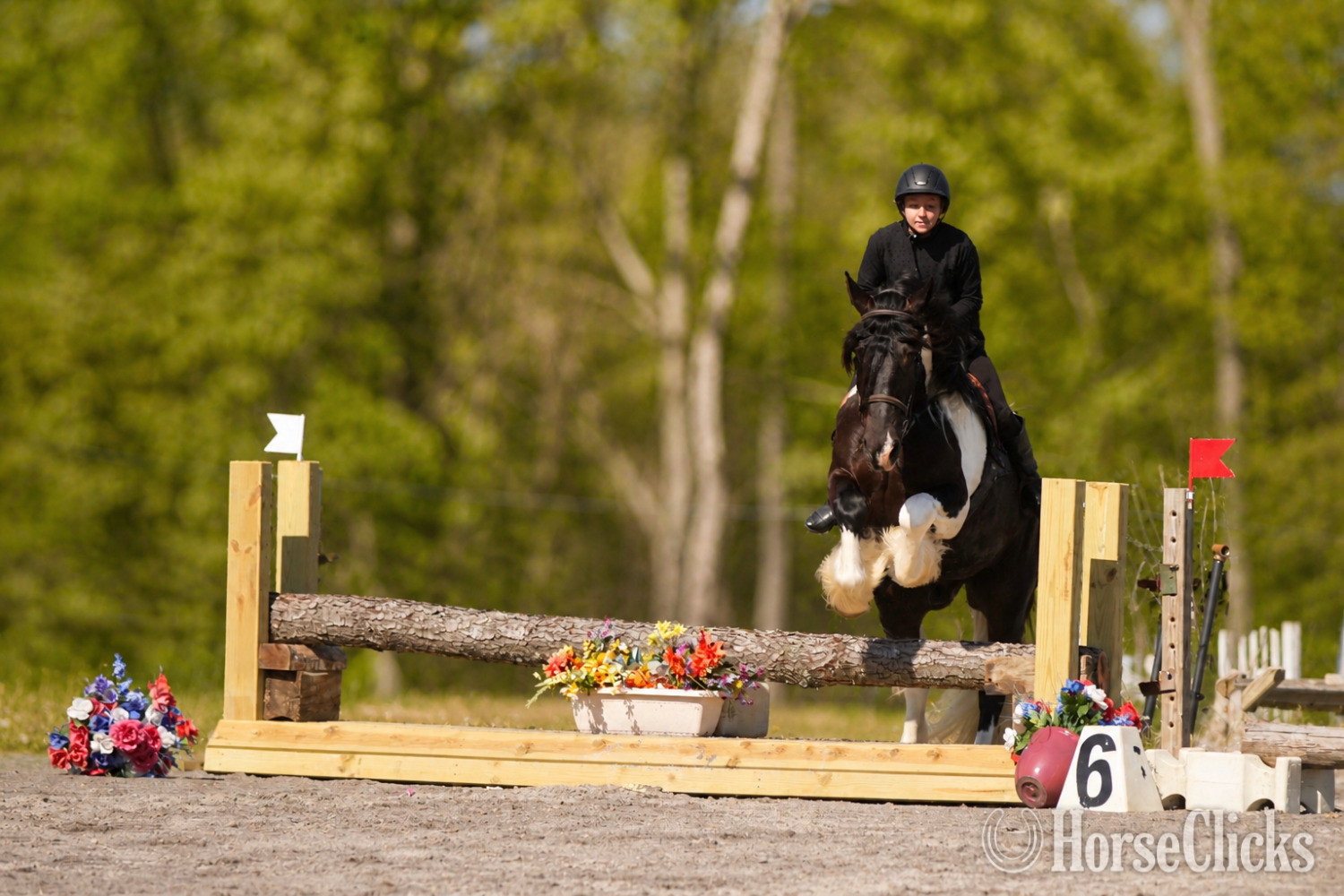 "King Charles" Pinto Gelding Gypsy Vanner Ohio