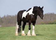 "King Charles" Pinto Gelding Gypsy Vanner