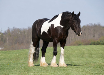 "King Charles" Pinto Gelding Gypsy Vanner