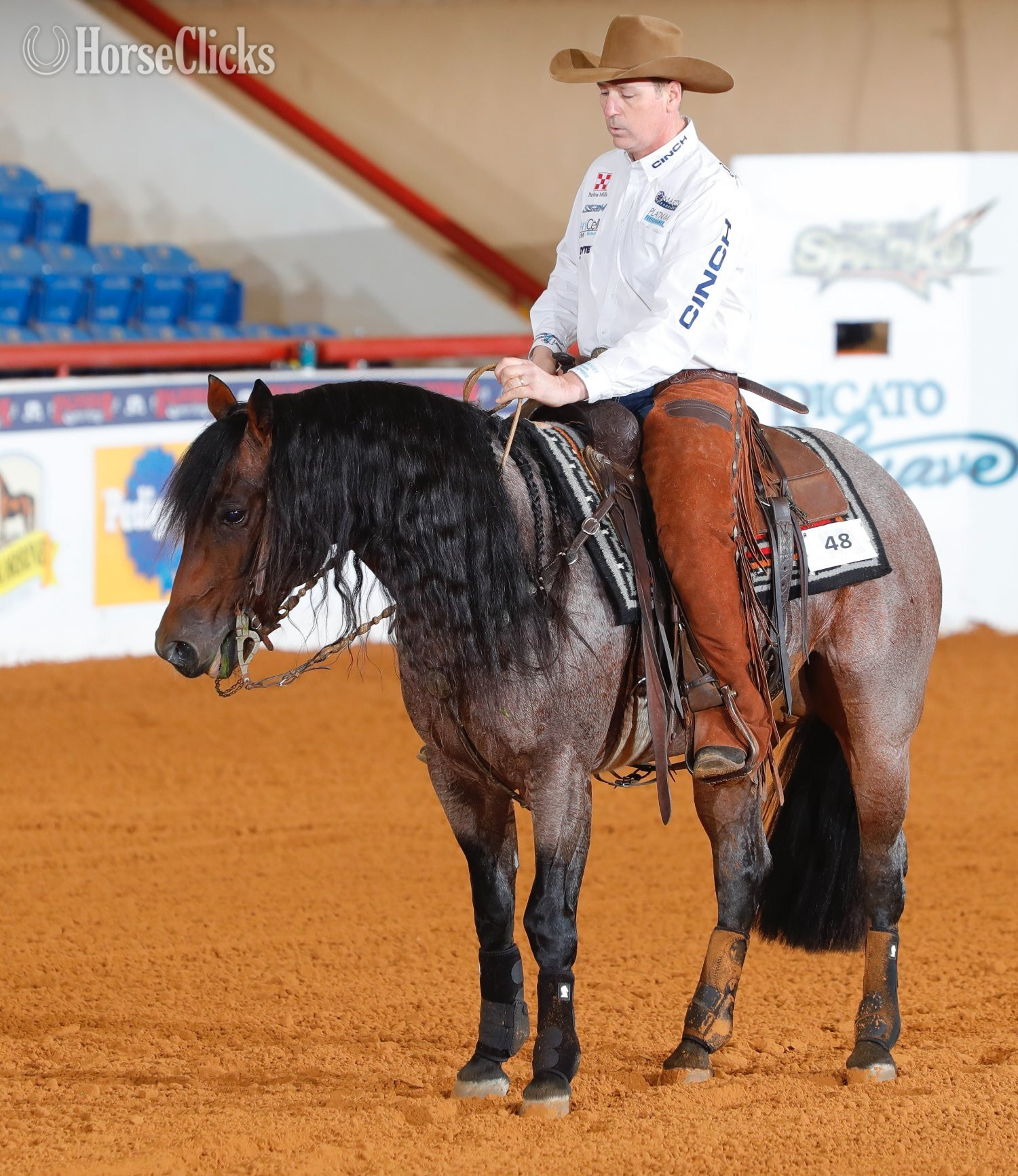 Bay Roan 14.2hh Quarter Horse Stallion