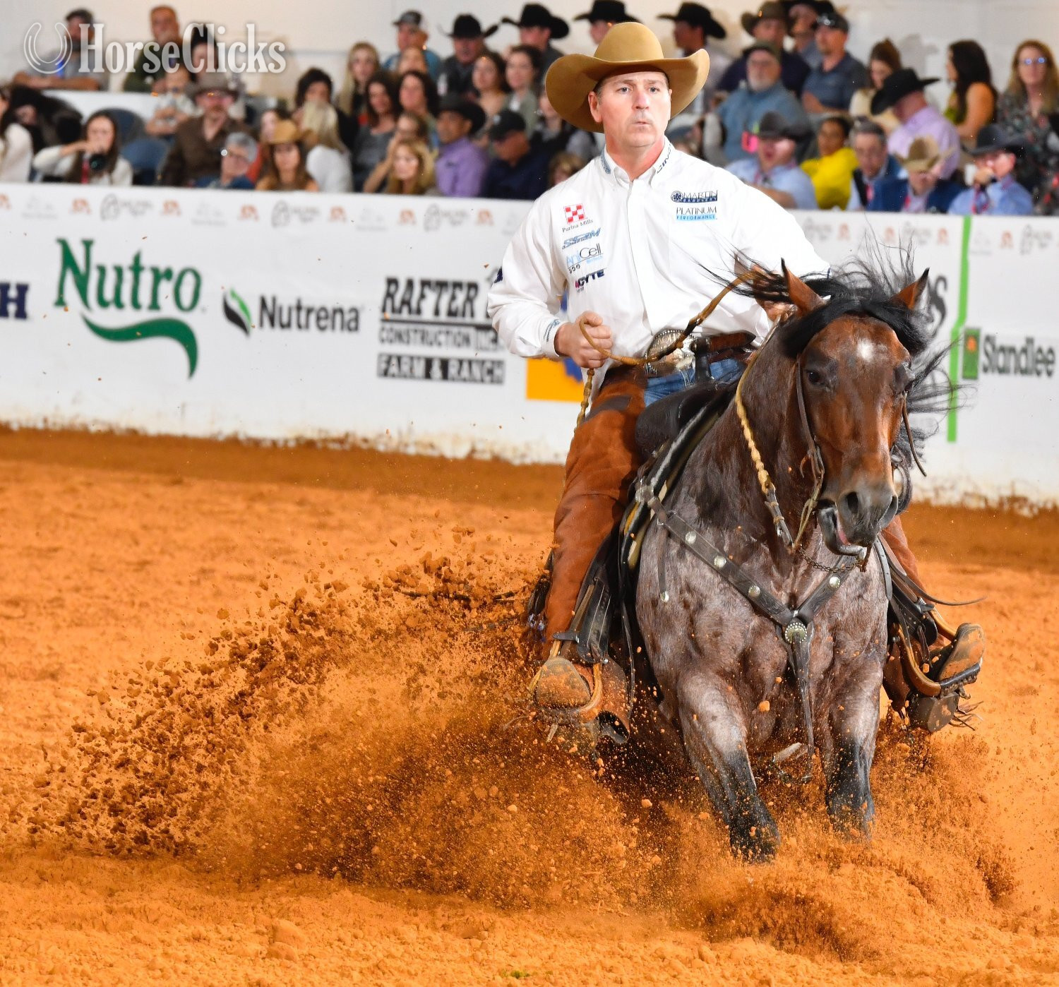 Bay Roan 14.2hh Quarter Horse Stallion Missouri