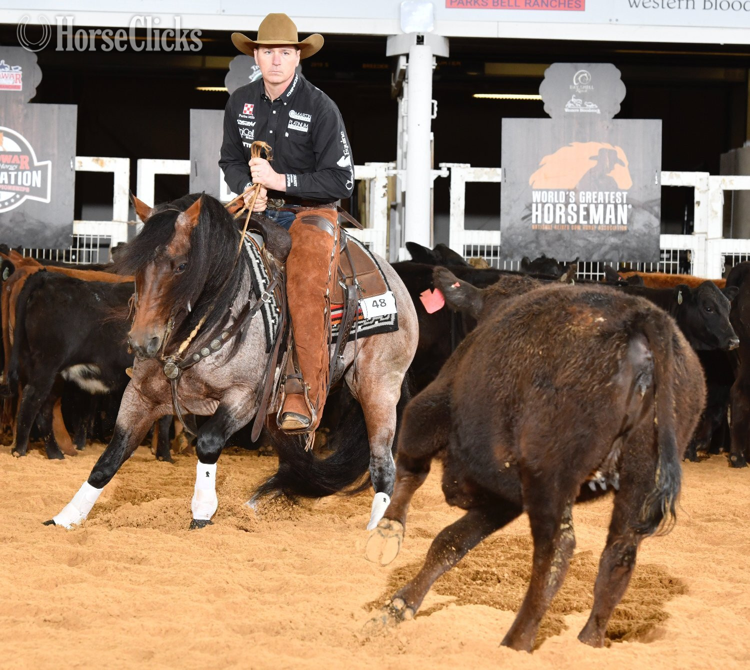 Quarter Horse - Bay Roan 14.2hh Quarter Horse Stallion in Missouri