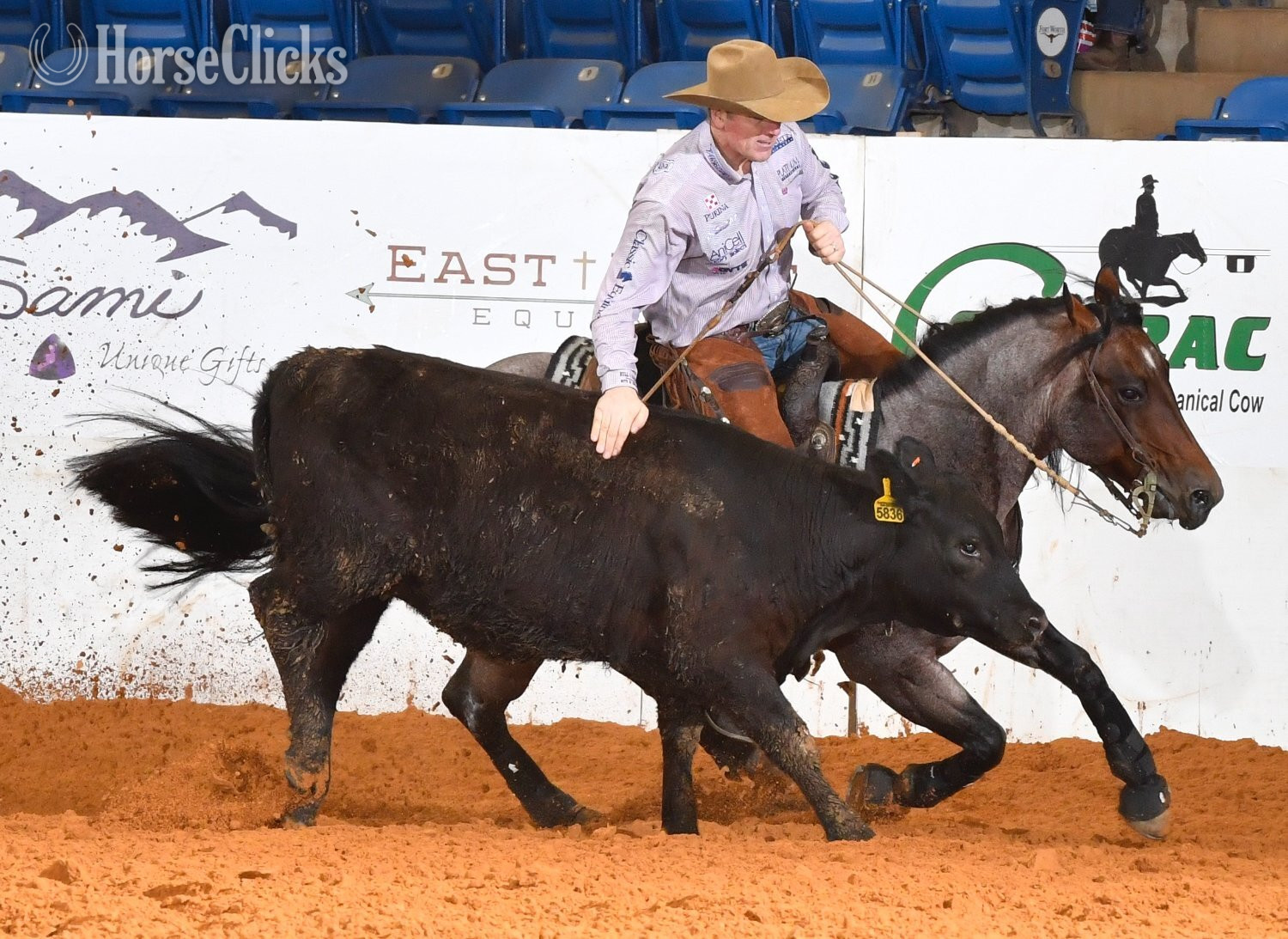Quarter Horse - Bay Roan 14.2hh Quarter Horse Stallion
