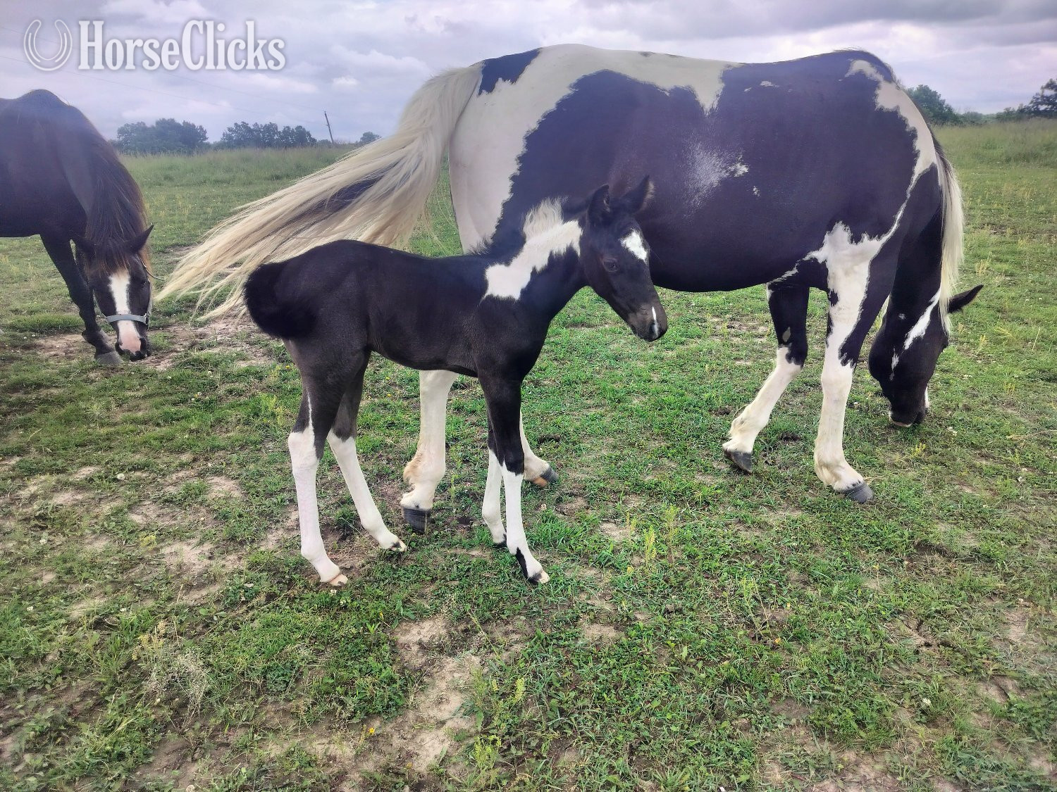 "LD Hotter N Blu Smoke" Blue Roan Filly Paint