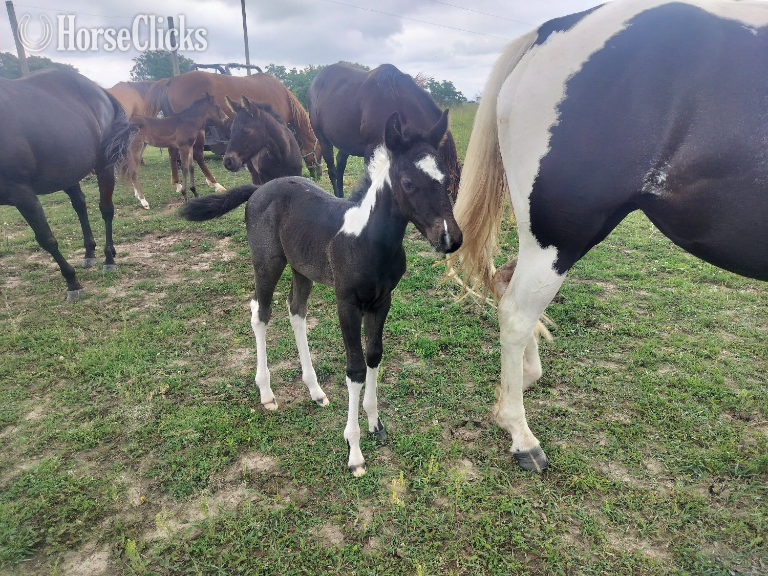 Missouri "LD Hotter N Blu Smoke" Blue Roan Filly Paint