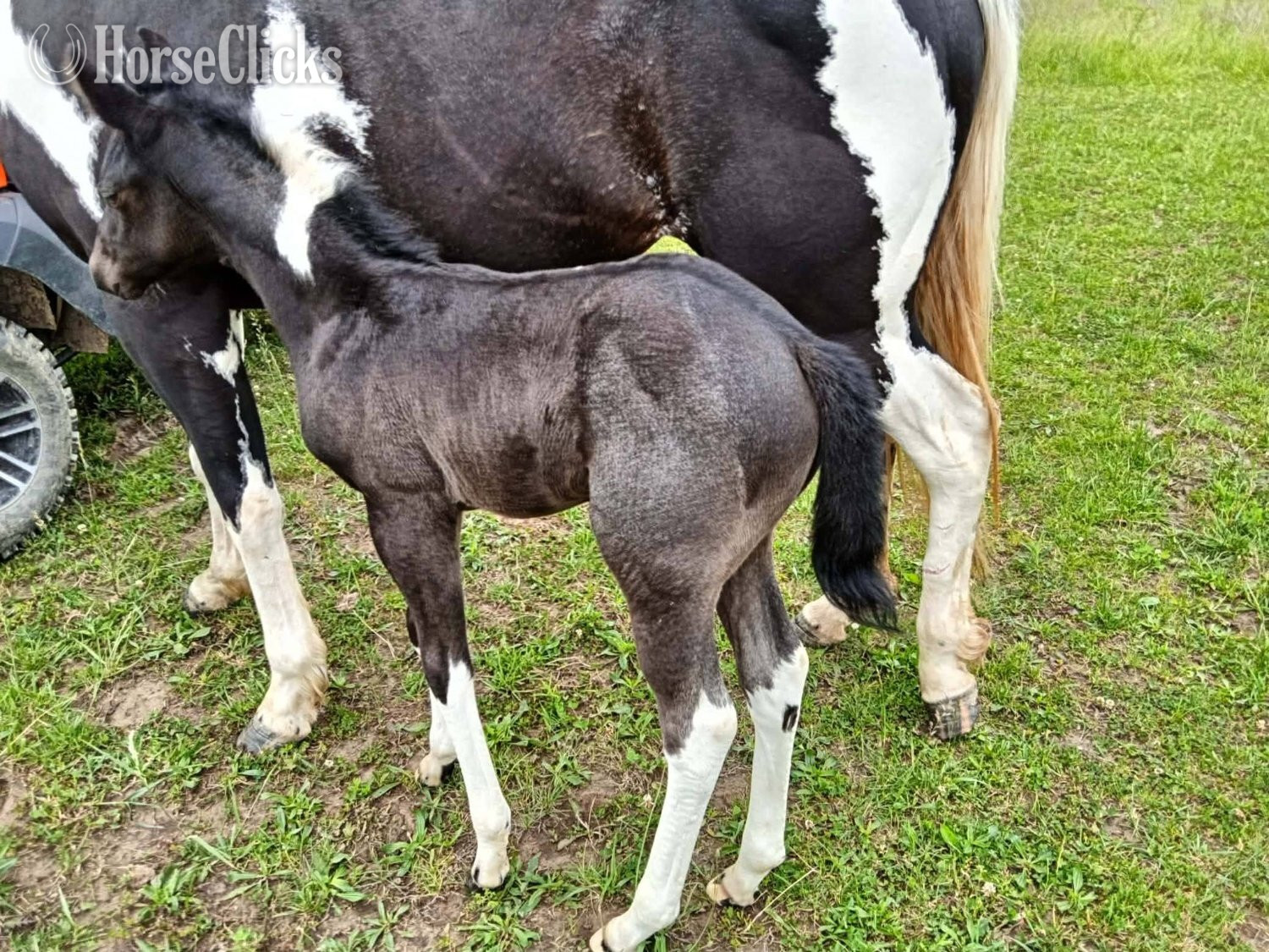 "LD Hotter N Blu Smoke" Blue Roan Filly Paint in Missouri
