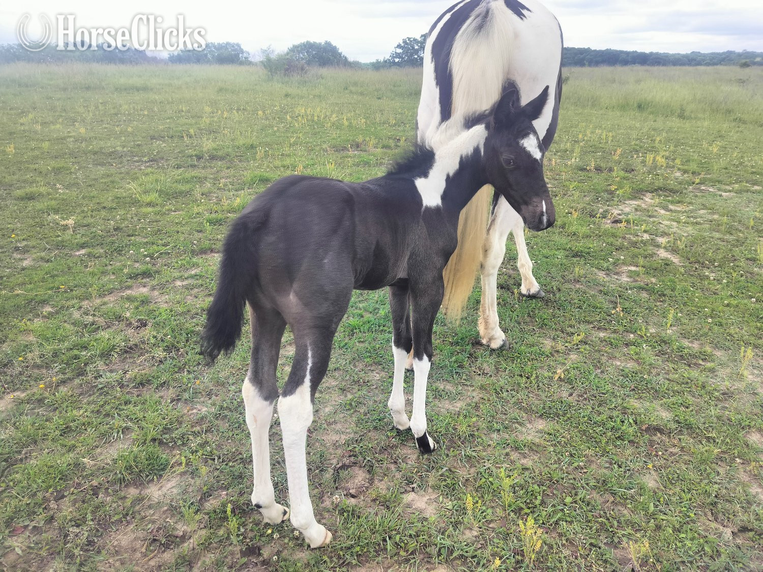 "LD Hotter N Blu Smoke" Blue Roan Filly Paint - Paint in Missouri