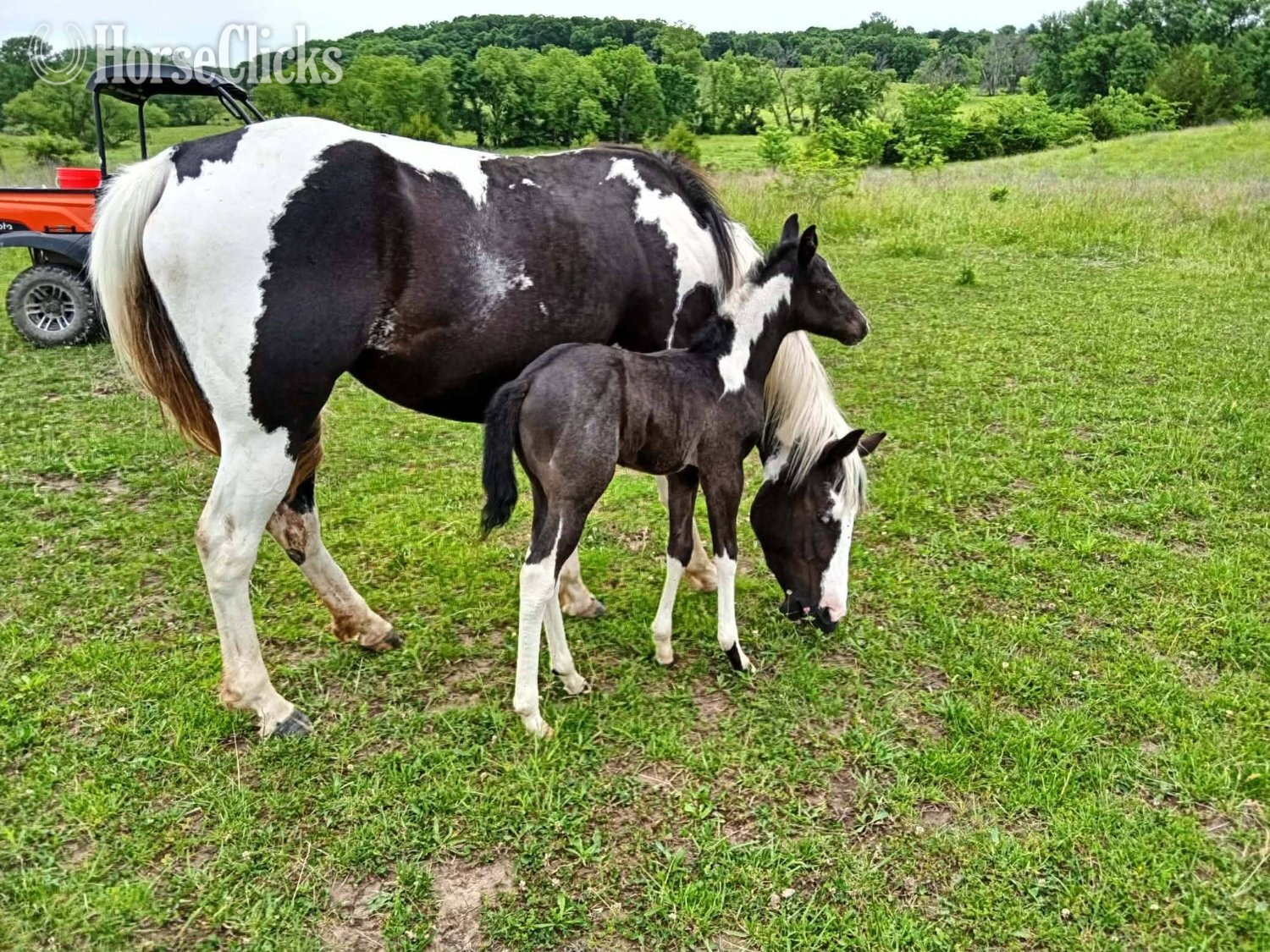 "LD Hotter N Blu Smoke" Blue Roan Filly Paint - Paint