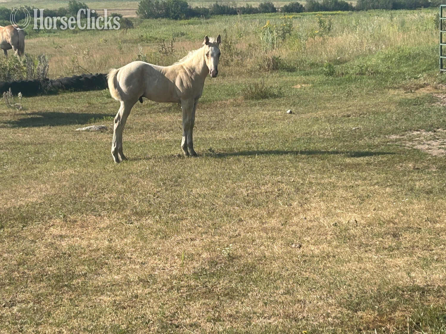 "Tbd" Palomino Stallion Quarter Horse in Minnesota