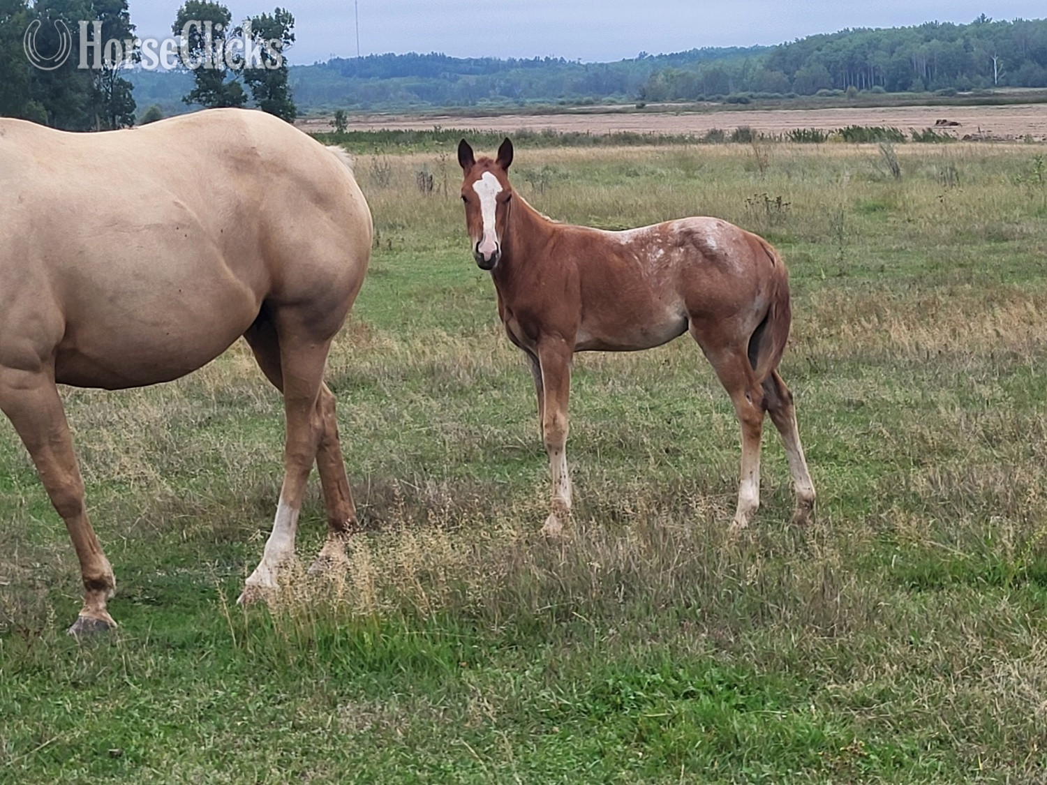 "Tbd" Palomino Stallion Quarter Horse