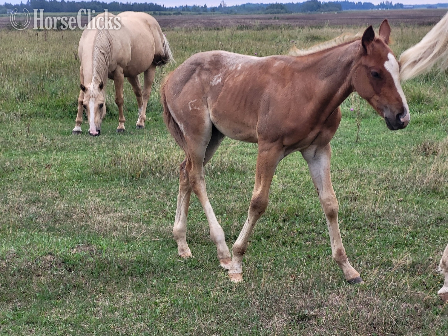 Minnesota "Tbd" Palomino Stallion Quarter Horse