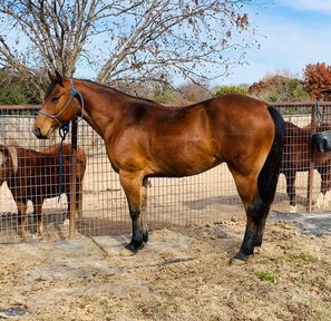 "Wyatt" Bay Gelding Quarter Horse