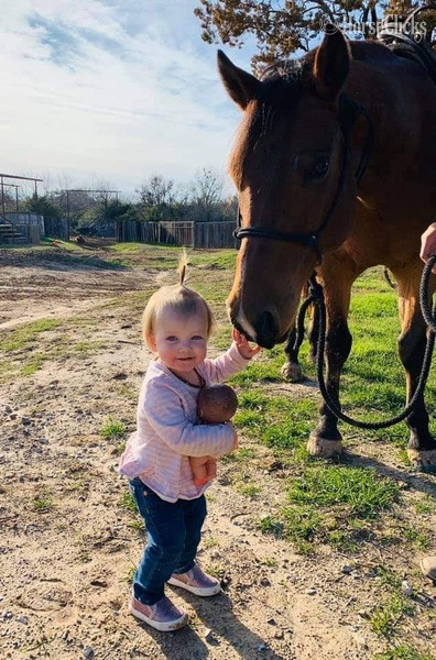 "Wyatt" Bay Gelding Quarter Horse