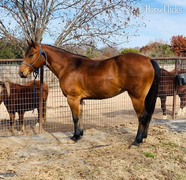 "Wyatt" Bay Gelding Quarter Horse in Texas
