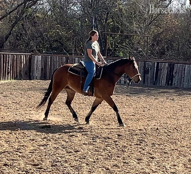 "Wyatt" Bay Gelding Quarter Horse - Quarter Horse in Texas