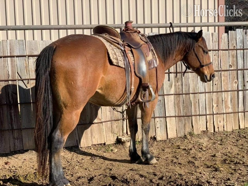 "Wyatt" Bay Gelding Quarter Horse - Quarter Horse