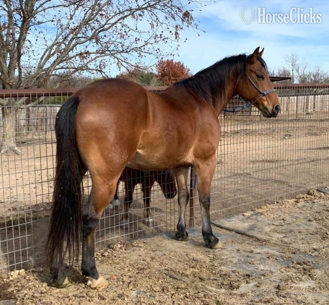 "Wyatt" Bay Gelding Quarter Horse Texas