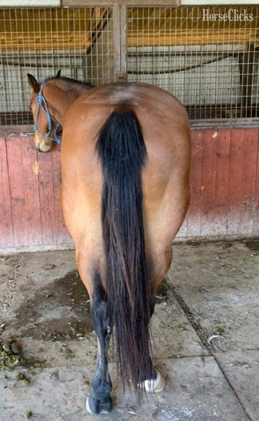 Quarter Horse - "Wyatt" Bay Gelding Quarter Horse in Texas