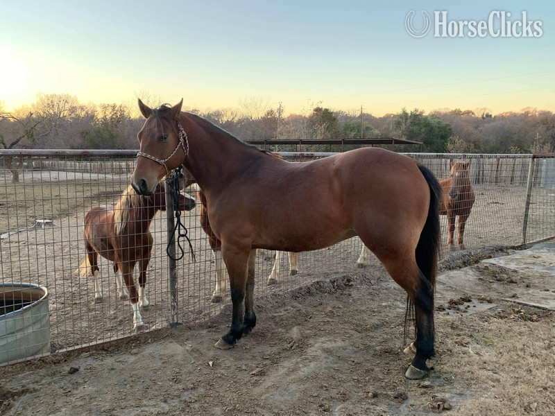 Quarter Horse - "Wyatt" Bay Gelding Quarter Horse