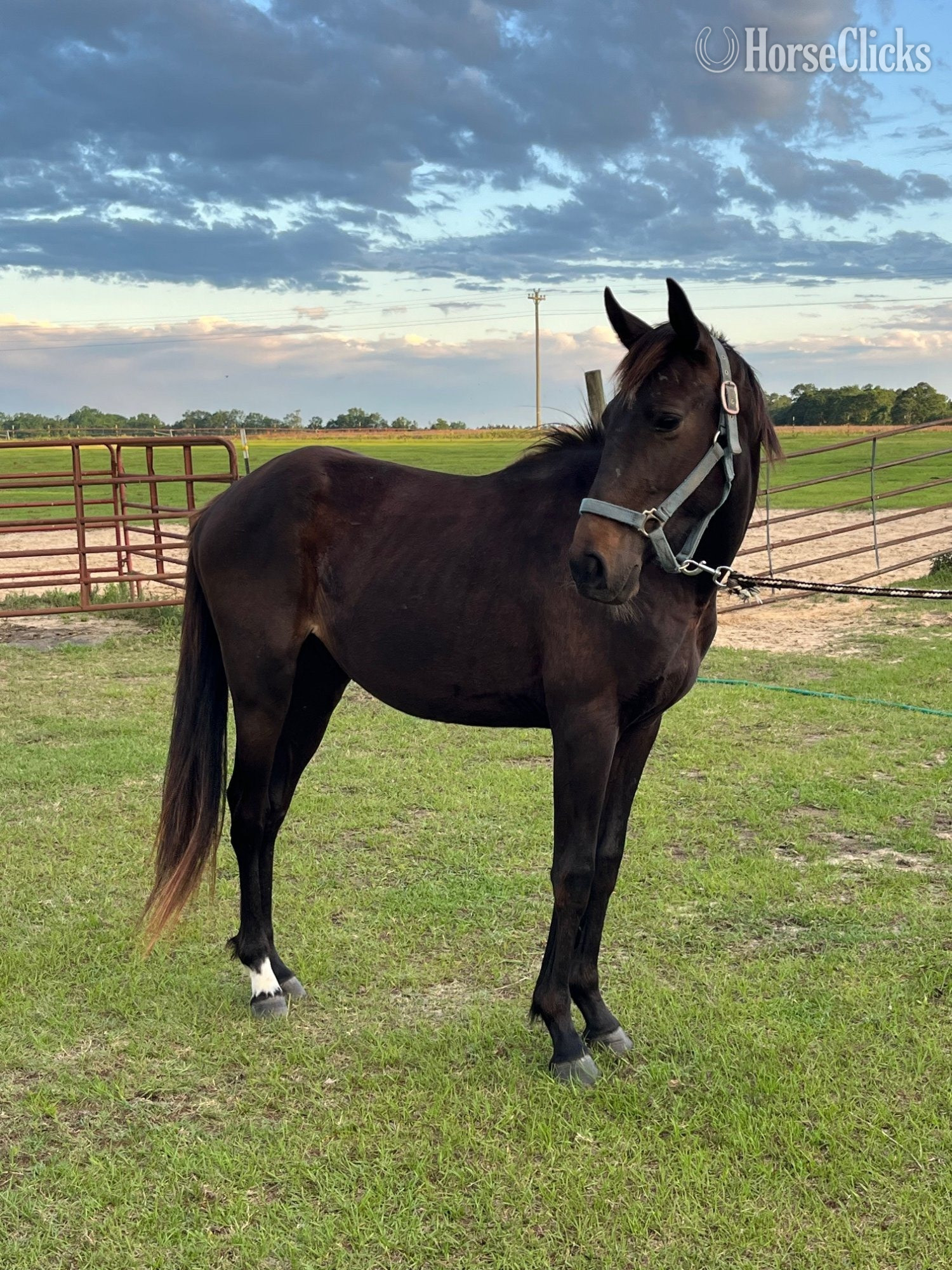 "Tito" Bay Colt Thoroughbred in South Carolina