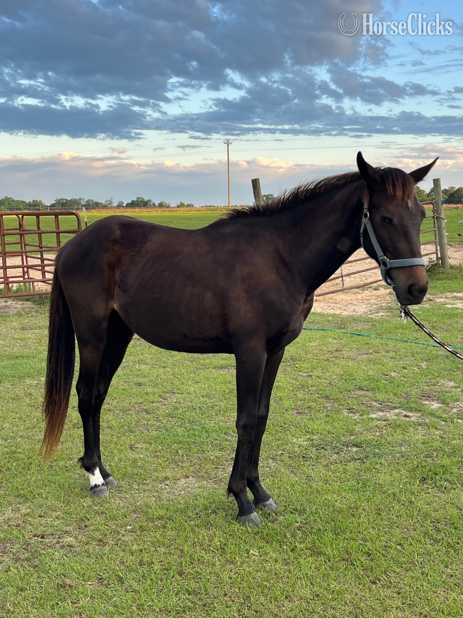 "Tito" Bay Colt Thoroughbred