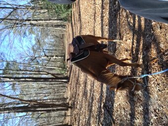 "Super nova " Chestnut Mare Quarter Horse