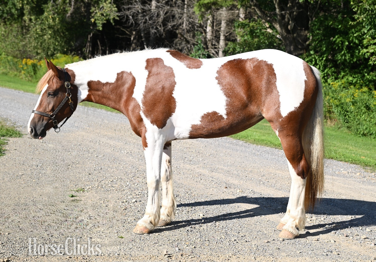 "Aurora " Pinto Mare Draft in New York