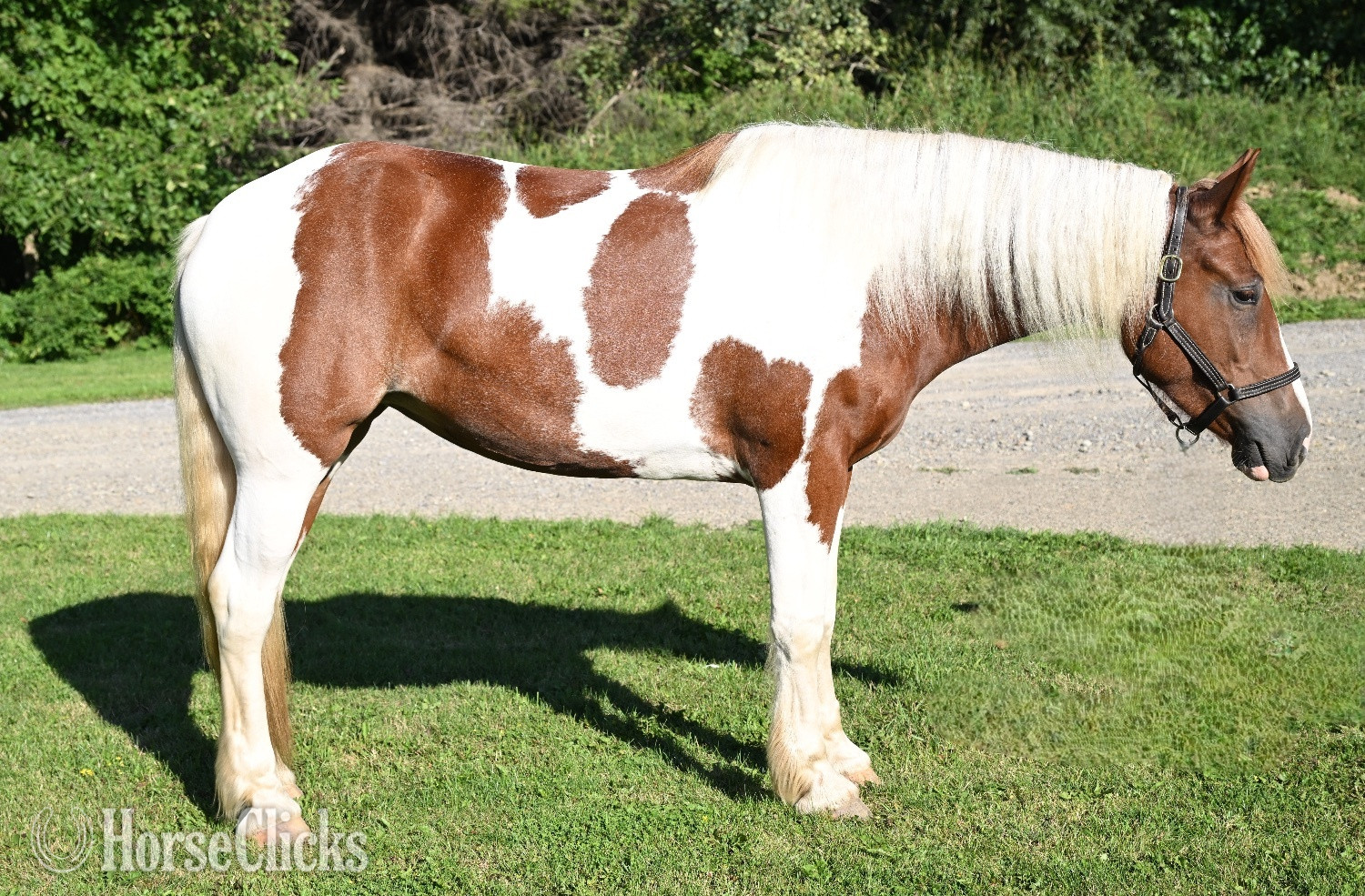 "Aurora " Pinto Mare Draft