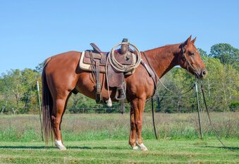 "Peanut " Sorrel Gelding Quarter Horse