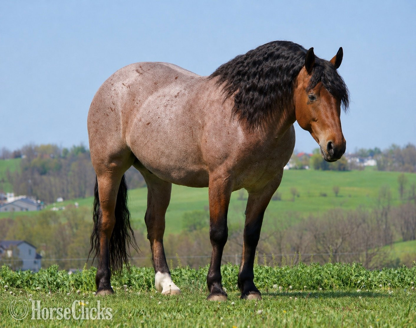 "Ranger" Roan Gelding Draft in Ohio