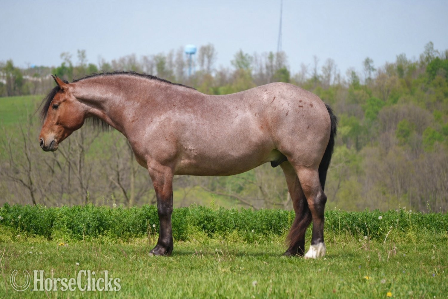 "Ranger" Roan Gelding Draft
