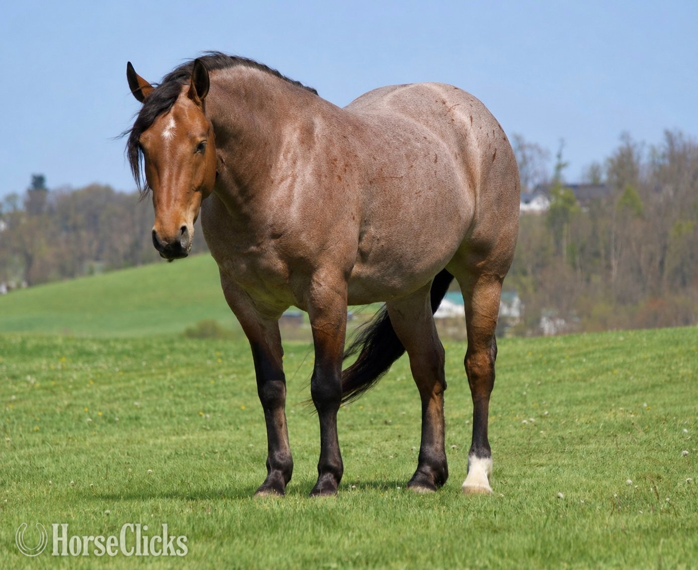 Ohio "Ranger" Roan Gelding Draft