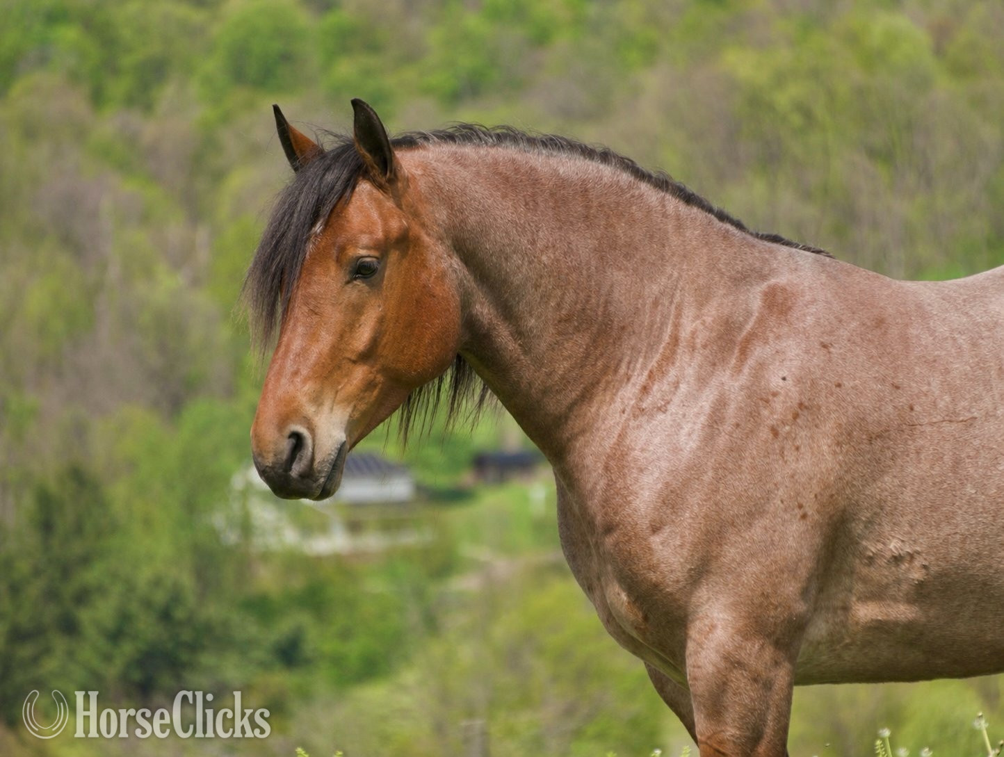"Ranger" Roan Gelding Draft - Draft