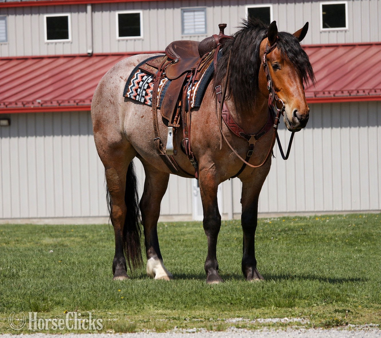 Draft - "Ranger" Roan Gelding Draft in Ohio