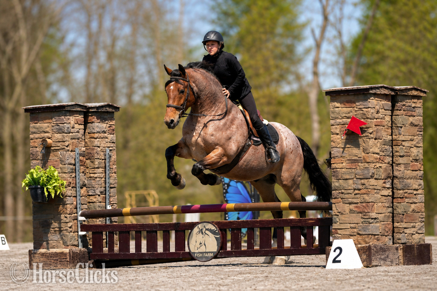 Draft - "Ranger" Roan Gelding Draft