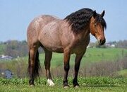 "Ranger" Roan Gelding Draft