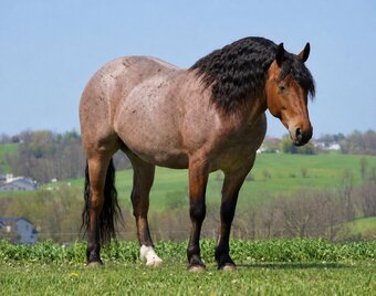 "Ranger" Roan Gelding Draft