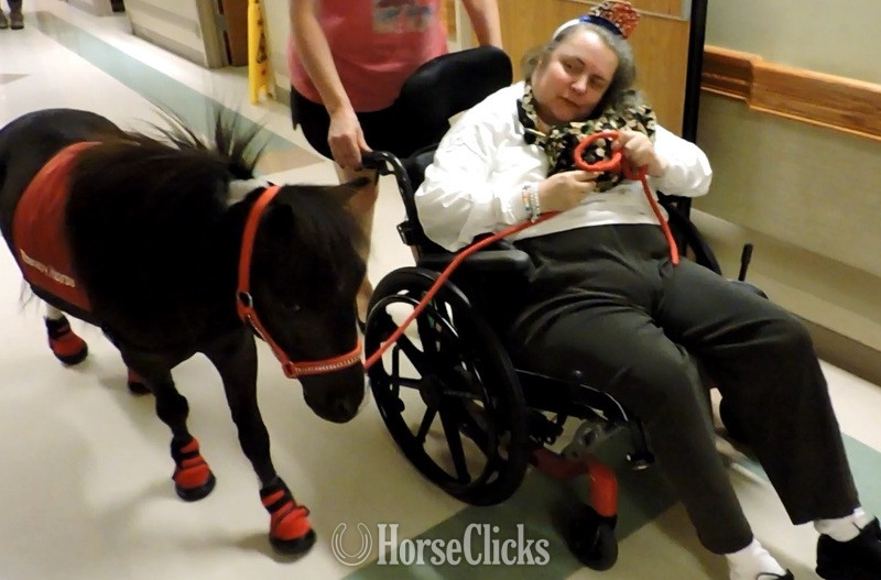 "Mobility Service Horses"  Gelding American Miniature in Florida