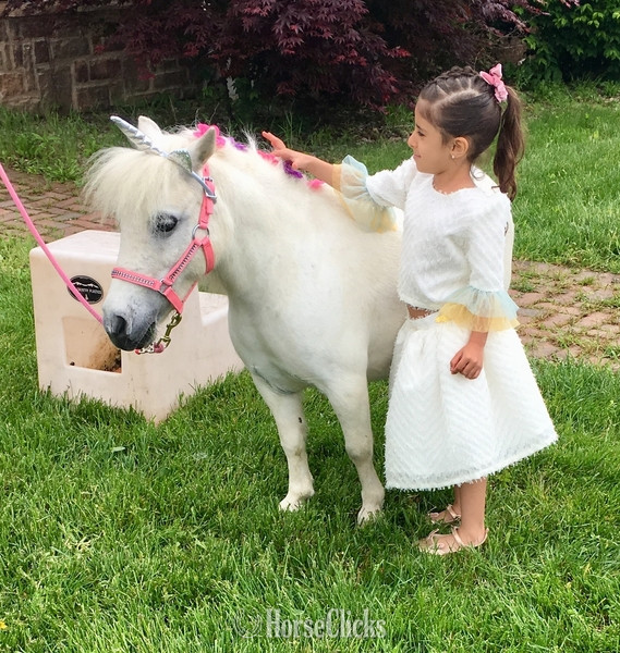 "Mobility Service Horses"  Gelding American Miniature