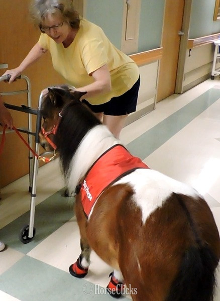 "Mobility Service Horses"  Gelding American Miniature - American Miniature in Florida
