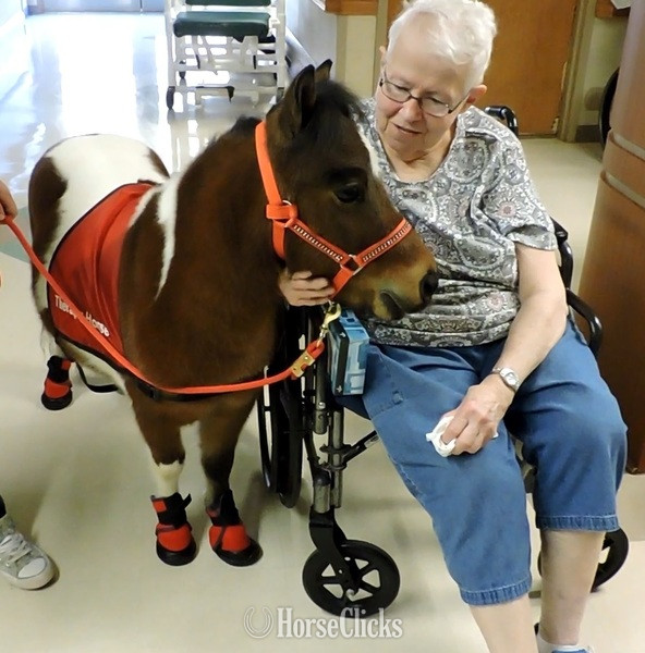 "Mobility Service Horses"  Gelding American Miniature - American Miniature