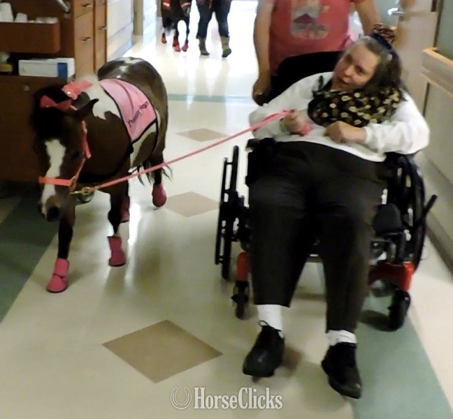 "Mobility Service Horses"  Gelding American Miniature Florida