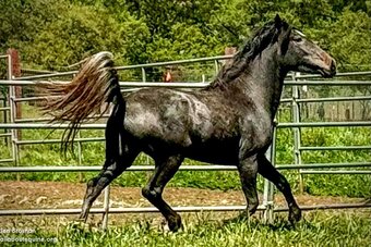 "LIZA" Grey Filly Mustang