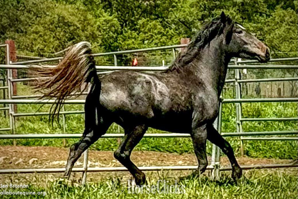 "LIZA" Grey Filly Mustang in California