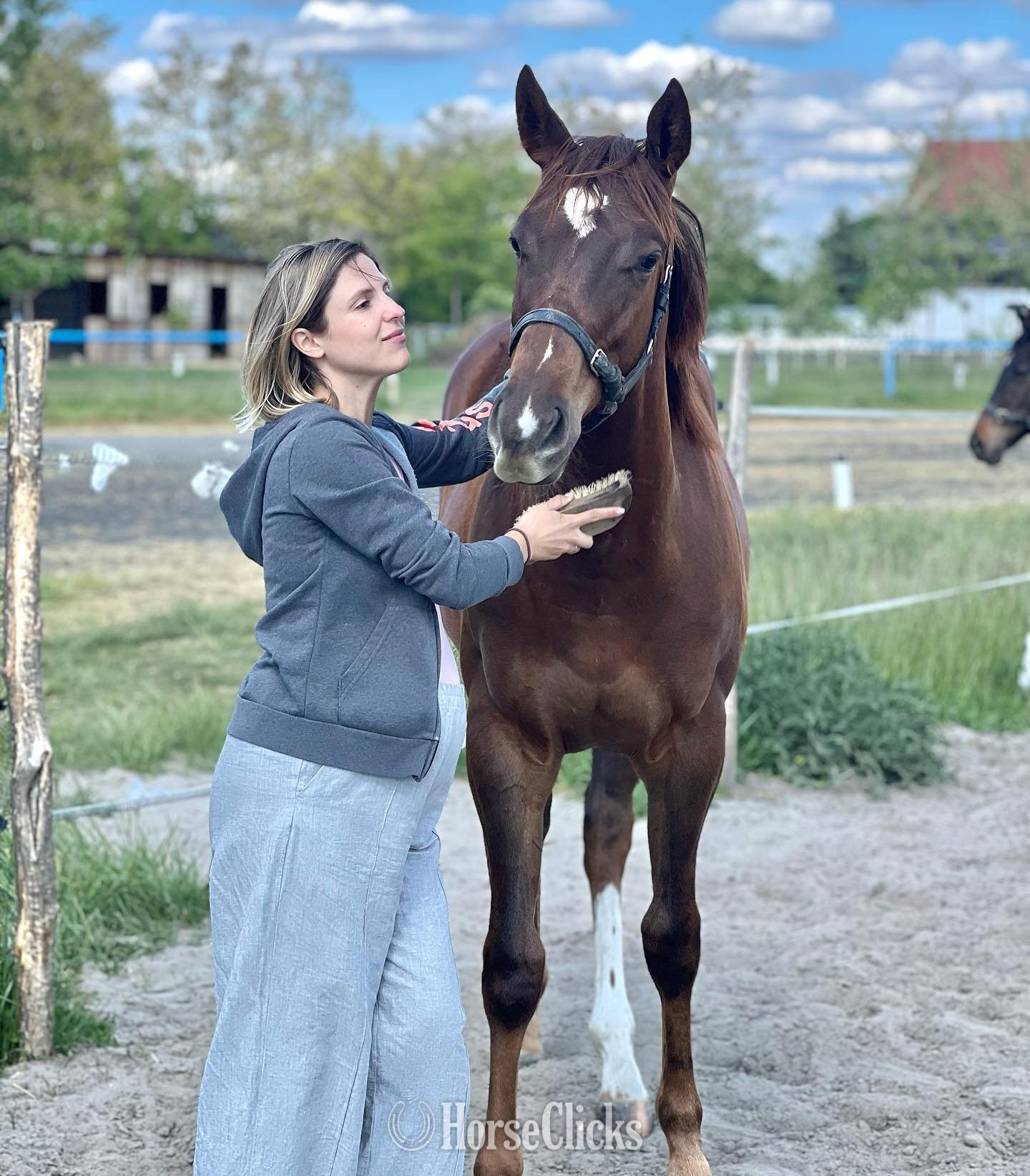 "Barry " Brown Stallion Thoroughbred in Texas